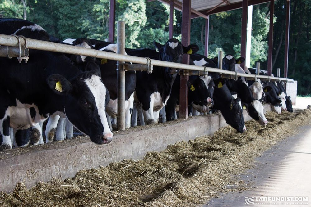 В 2000-х годах, когда ЕС принял регламент по животноводству, появился спрос на органические корма. Украинские аграрии стали выращивать культуры для таких кормов