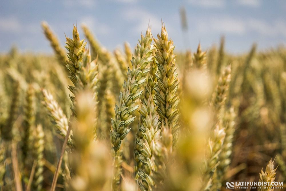 Пшеница «Барышевской зерновой компании»