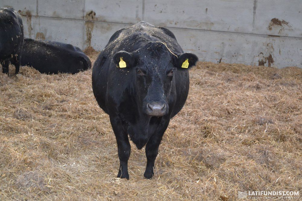 Коровы мясных пород на ферме в Великобритании