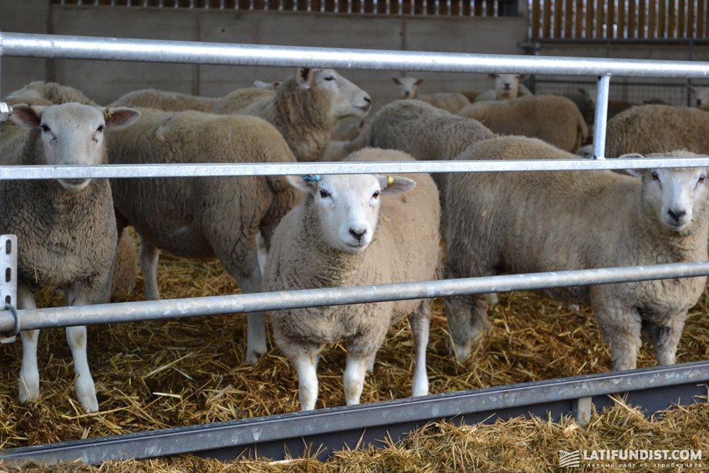 Овцы на ферме в Великобритании