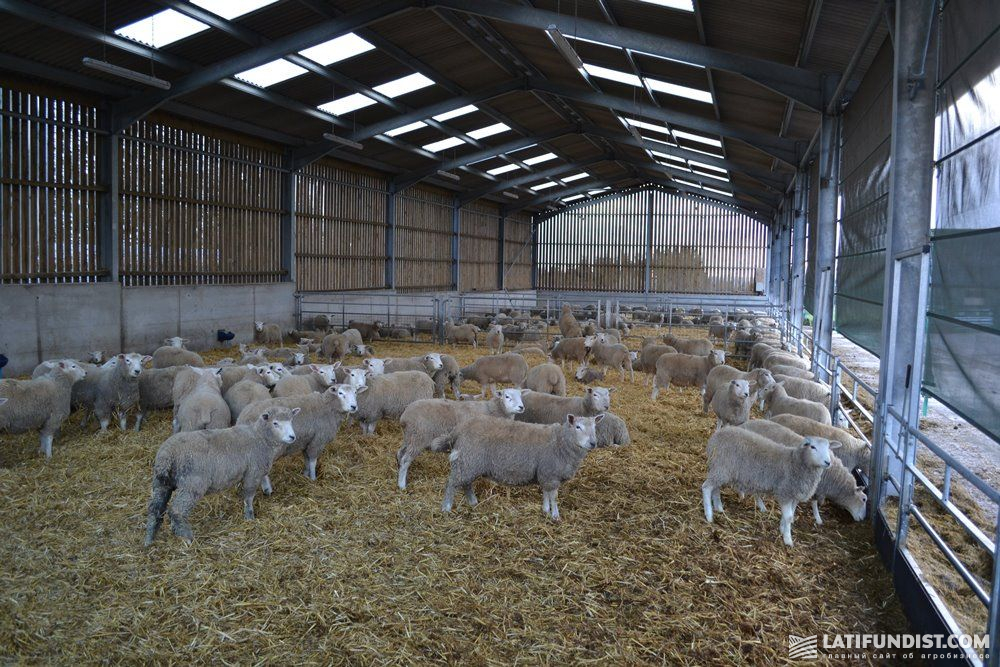 Овцы на ферме в Великобритании