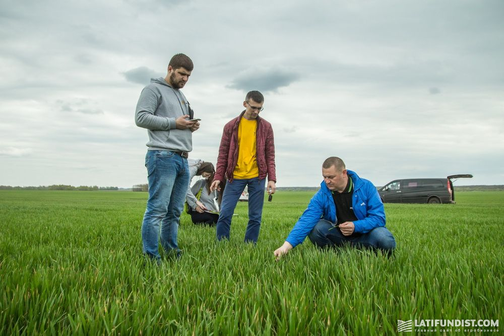 Участники экспедиции изучают посевы пшеницы