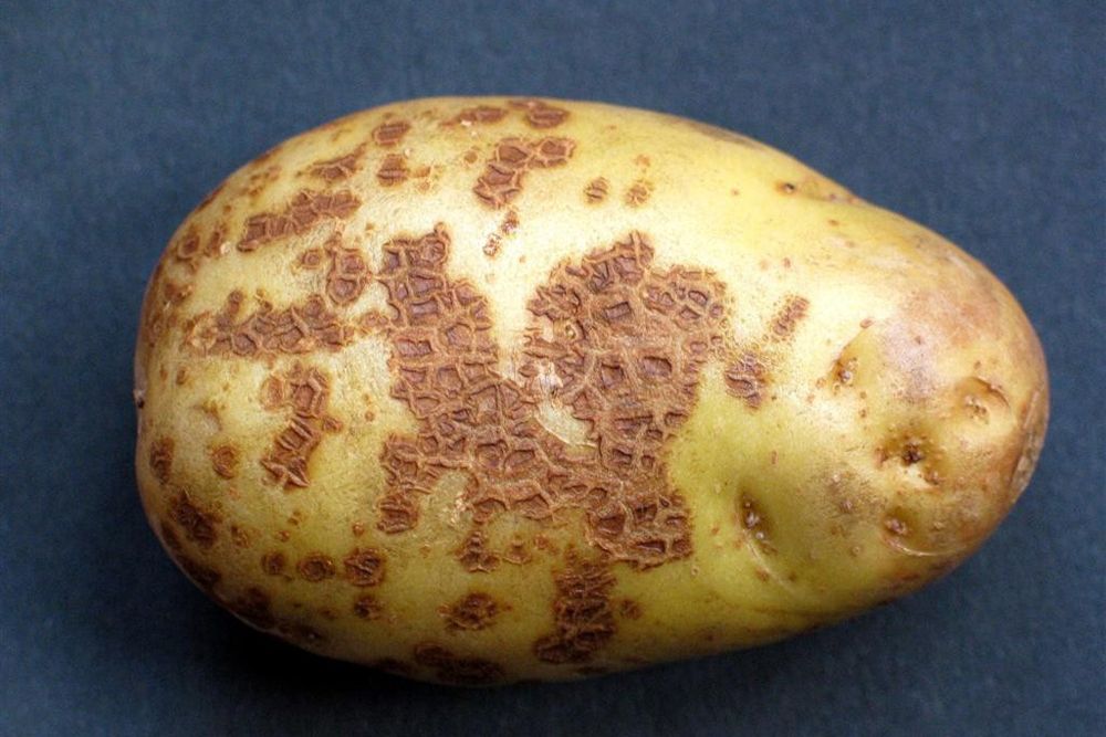 Ризоктониоз на картофеле