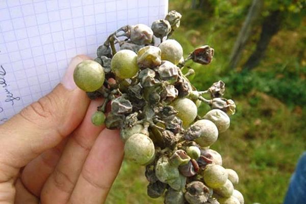 Оидиум (мучнистая роса) винограда