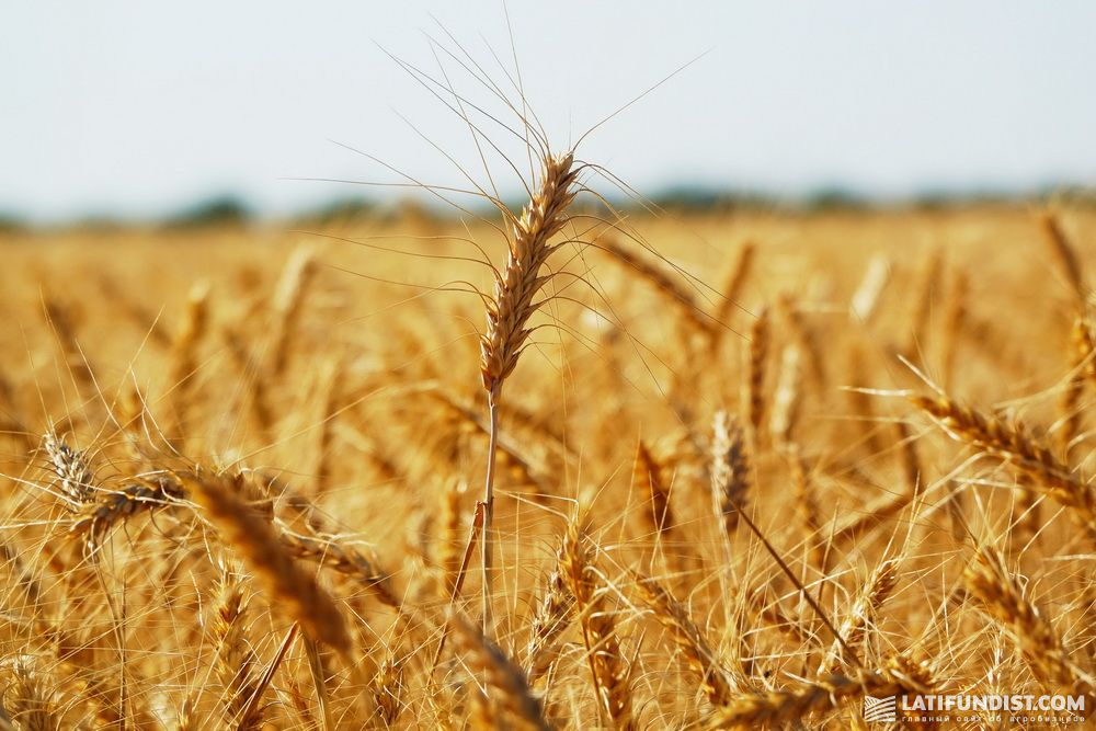 Пшеница в Снигиревском филиале «НИБУЛОН»