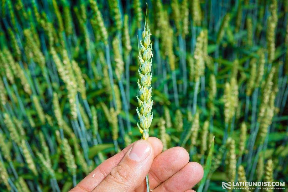 Пшеница в хозяйстве «Лампка-Агро»