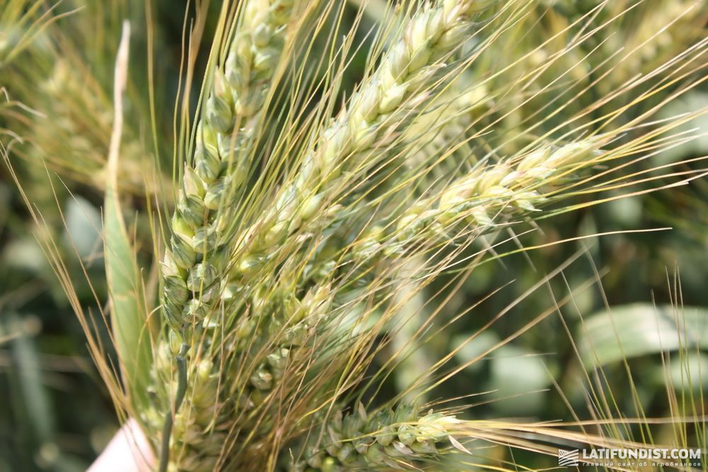 Органическая пшеница