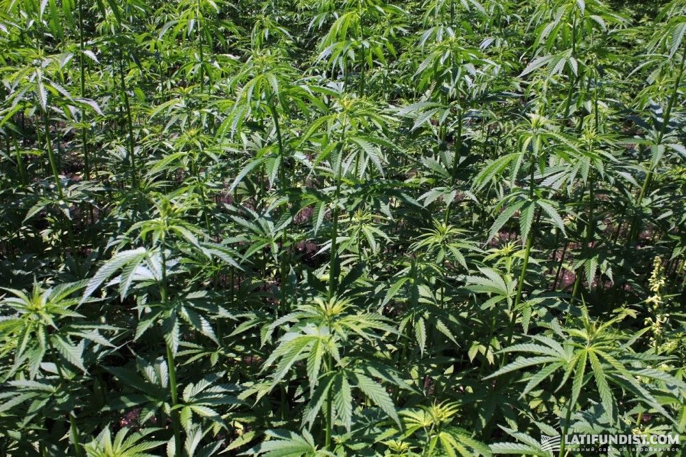 Расширение посевов льна и конопли тест на марихуану