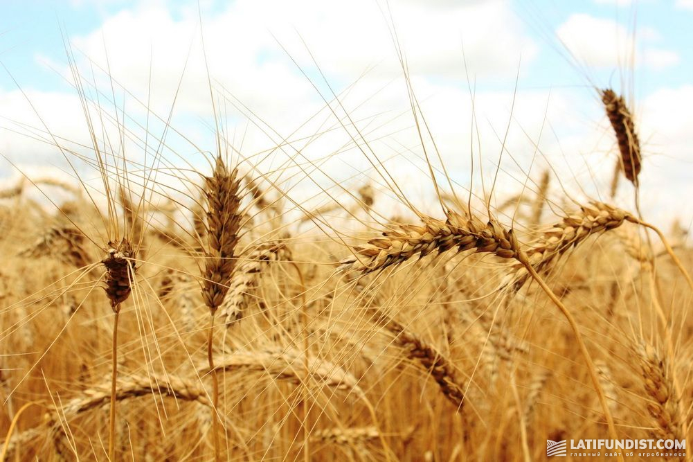 Пшеница в «Арнике»