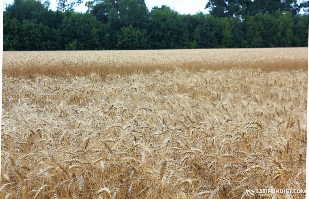 Пшеница в «Арнике»