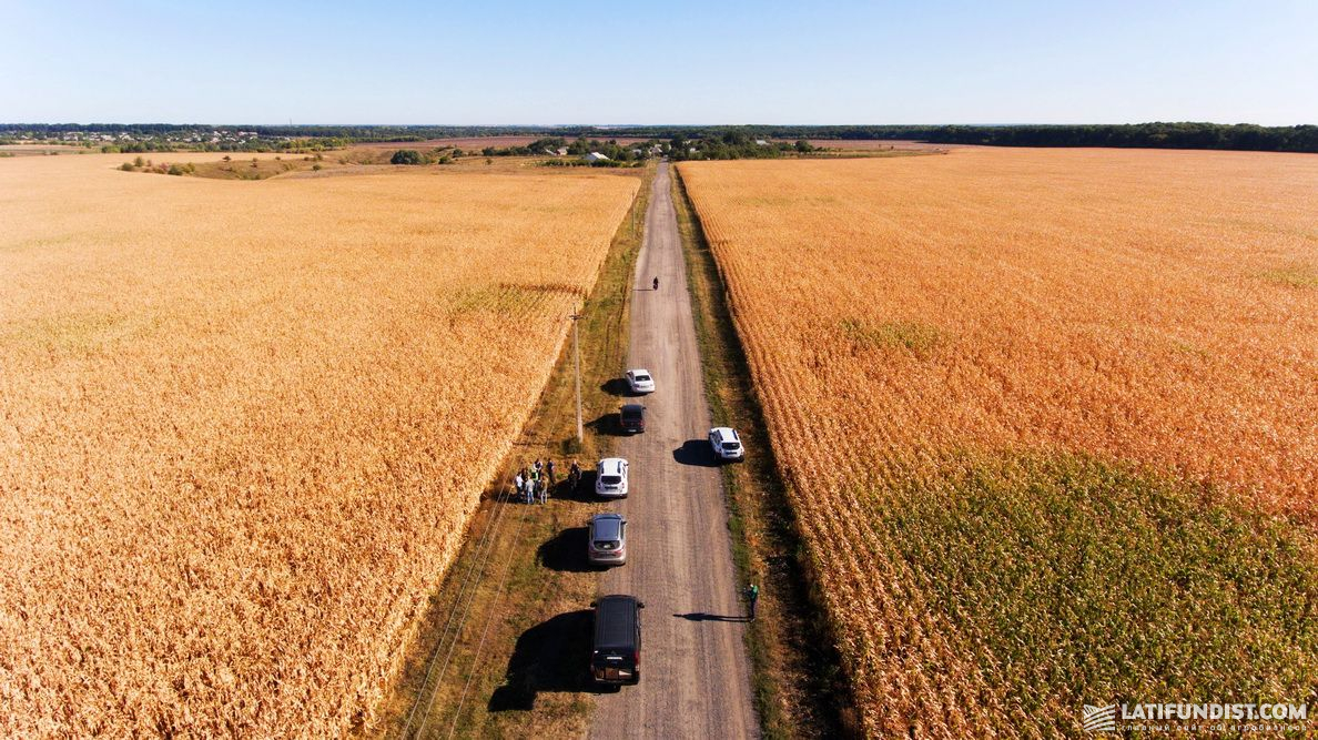 Кукурузные поля в Сумской области