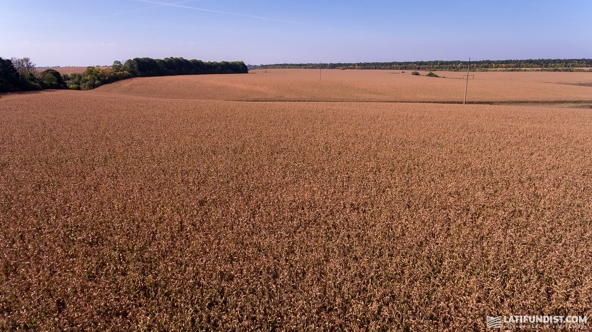 Кукурузные поля в Хмельницкой области