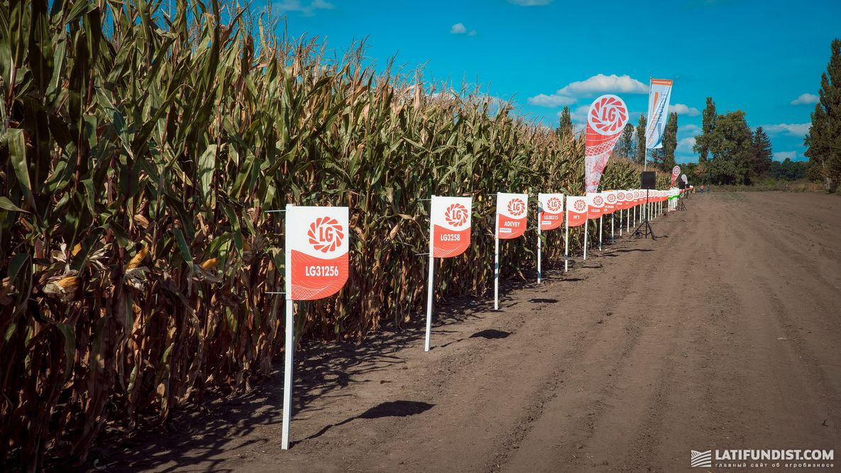 Демонстрационные поля кукурузы