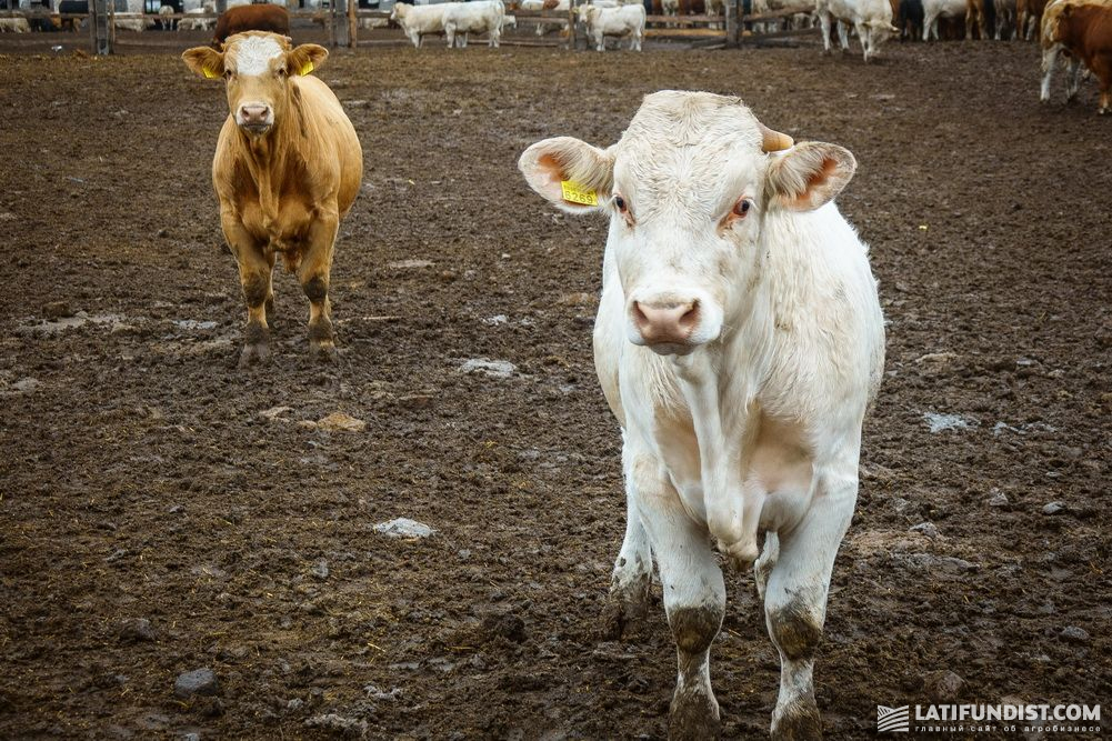 Calves at the Agricore Holding farm