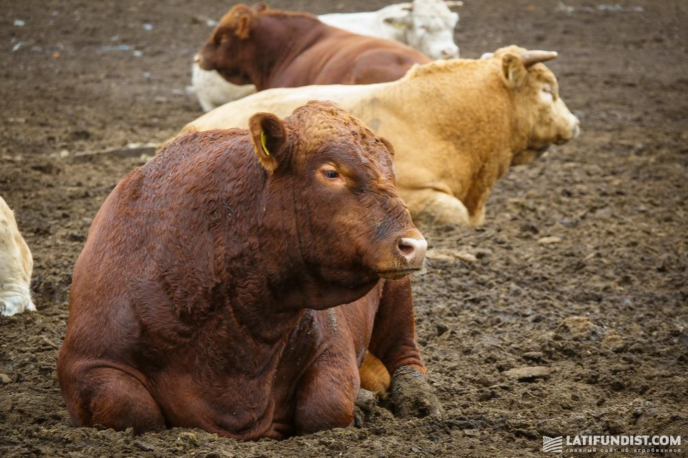 Agricore Holding livestock