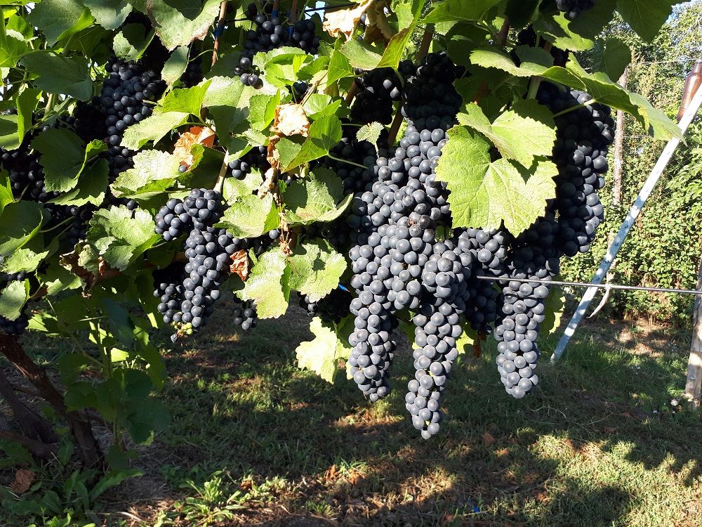Магарача виноград описание сорта фото