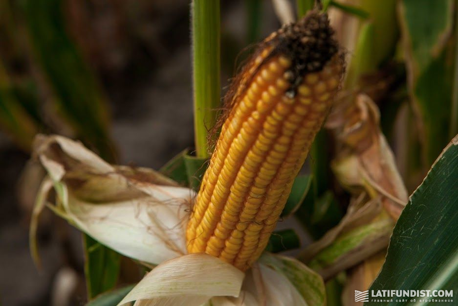 Демо-участки кукурузы