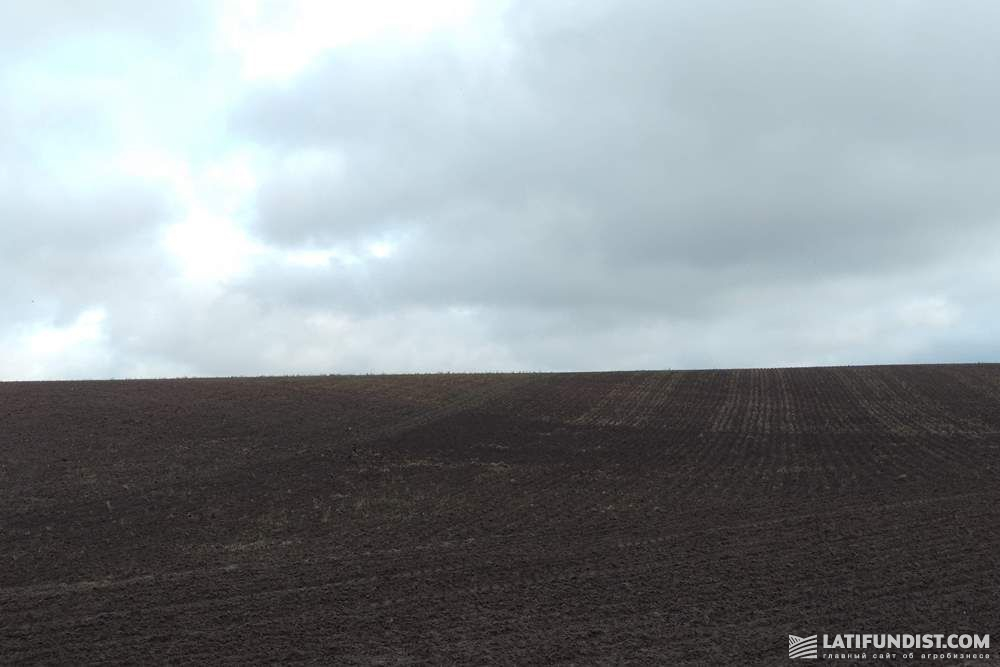 Белорусское поле