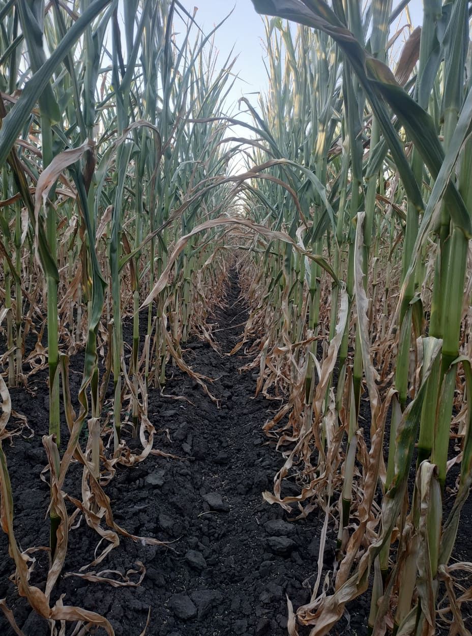 Фото посевов кукурузы Петра Тимошенко