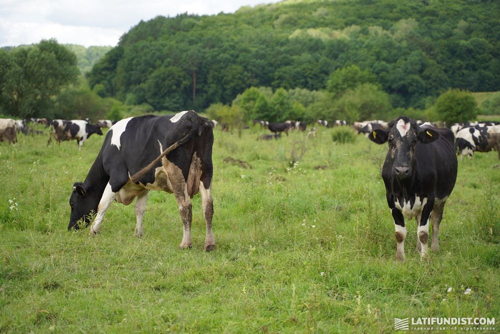Коровы на выпасе на естественном пастбище в с. Урмань