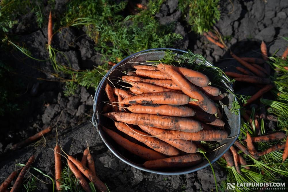 Морковь на поле группы предприятий «Днипро»