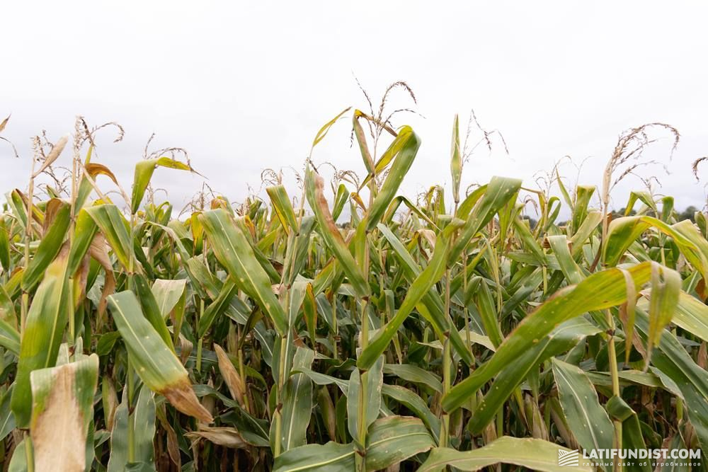 Гибрид кукурузы ДКС 4014 на поле предприятия «Проминь»