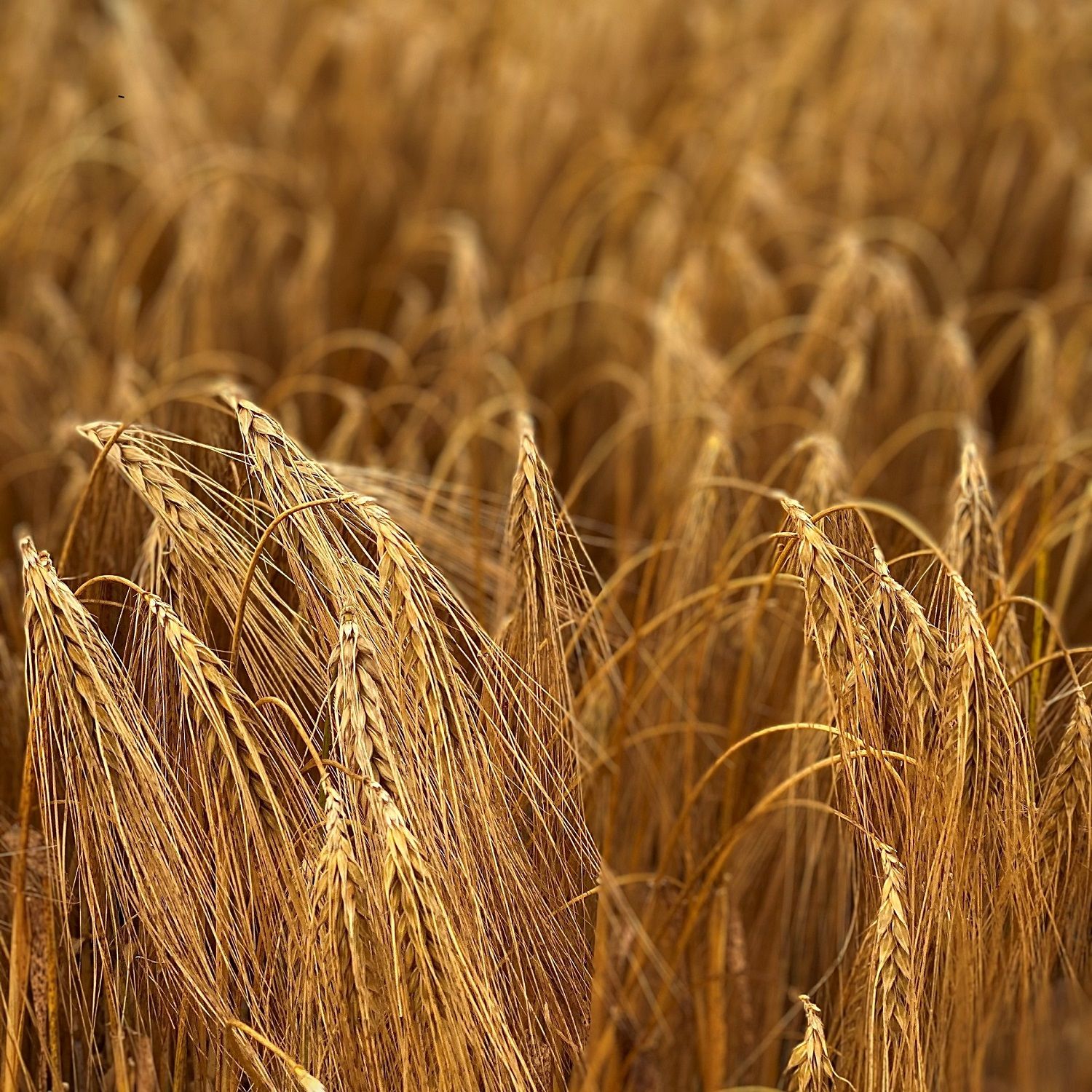 Continental Farmers Group barley field