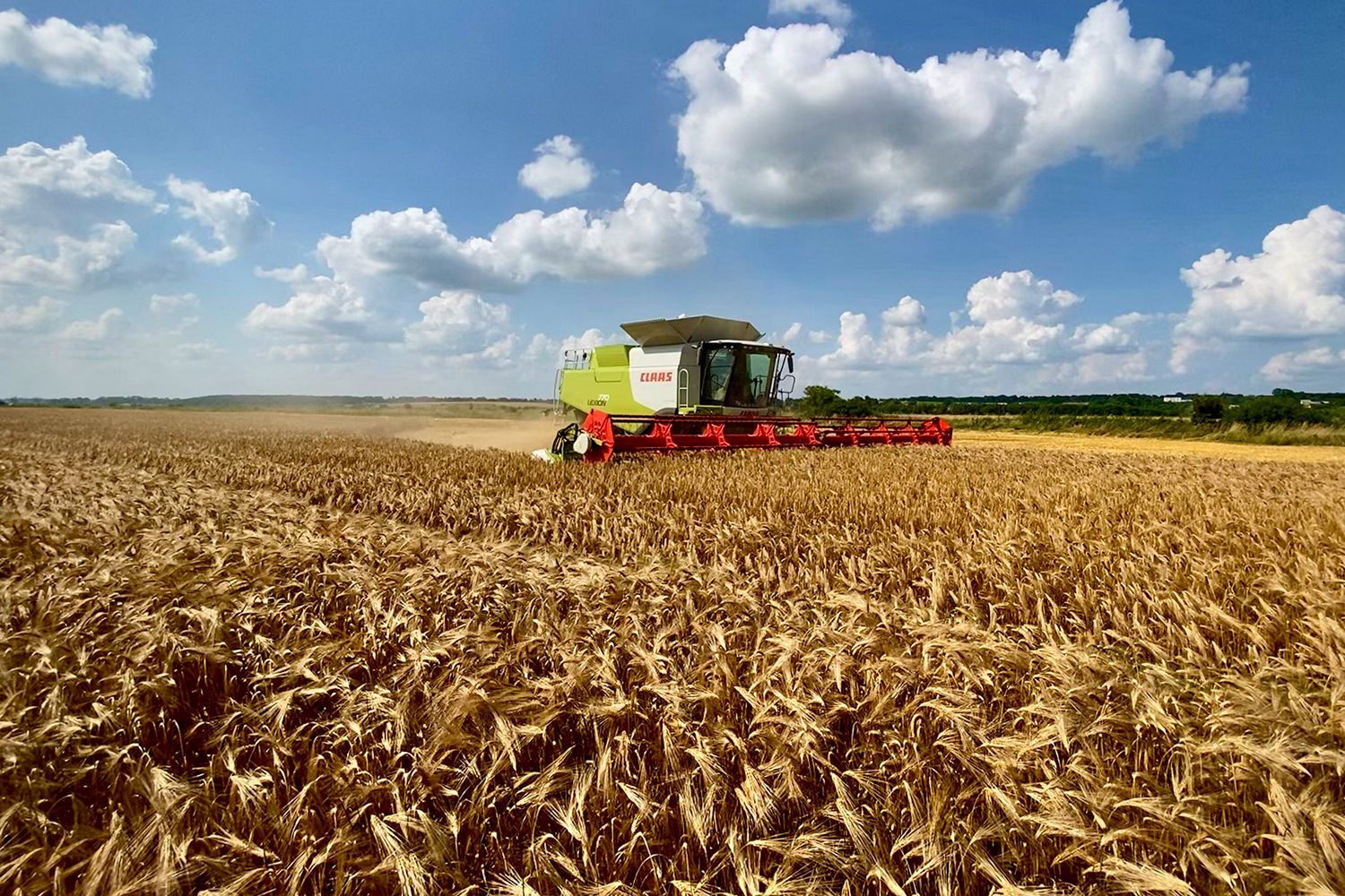 Claas combine harvester cutting barley in Continental Farmers Group field
