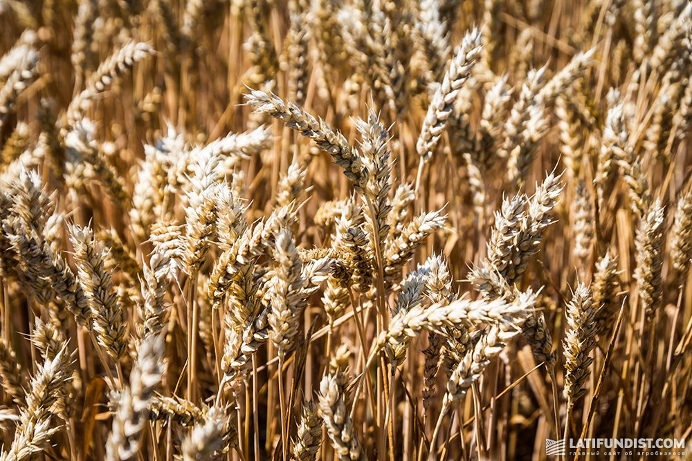Wheat production in Ukraine