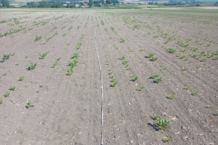 Поля з цукровим буряком, компанія «Західний Буг», 2006 р. Поля з цукровим буряком, компанія «Західний Буг», 2006 р.