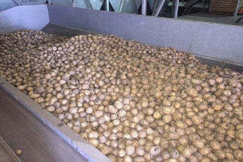урожай картофеля картофель