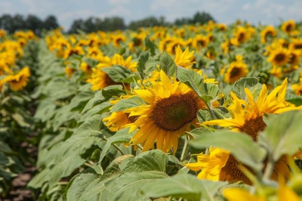 Последействие гербицидов на подсолнечнике фото