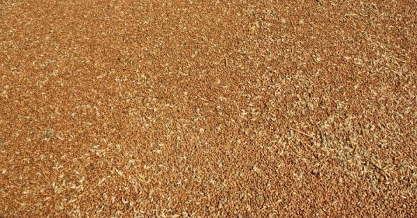 Wheat of Ukrainian origin