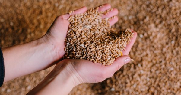Wheat produced in Ukraine