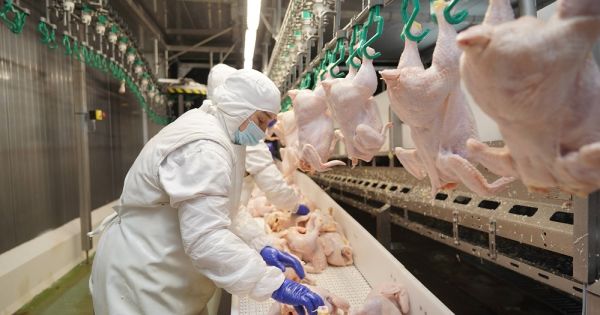 Poultry processing factory in Ukraine