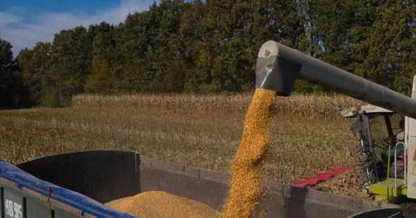 New crop corn in Ukraine