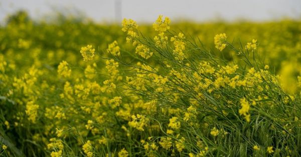 Field of rapeseed in Ukraine