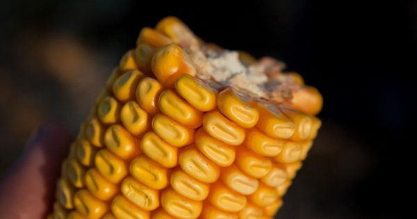 Corn of Ukrainian origin