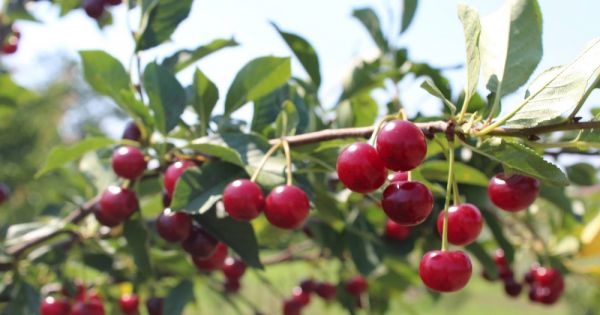 Cherry production in Ukraine
