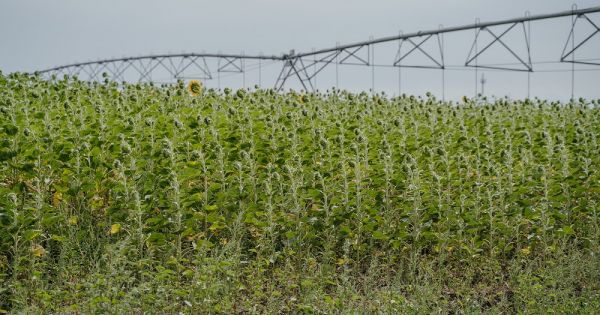 Sunflower irrigation in Ukraine