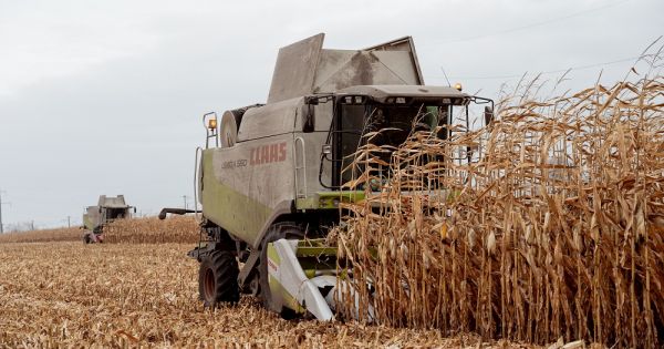 Claas combine harvesting corn in Ukraine. October 2021