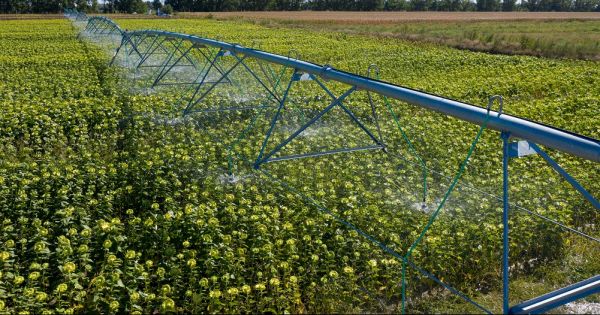 Variant Irrigation machinery in a sunflower field in Ukraine