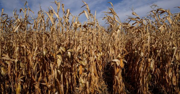 Field of corn in Ukraine