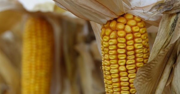 Mature corn in a field in Ukraine