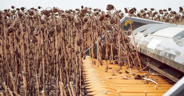 New crop sunflower in Ukraine