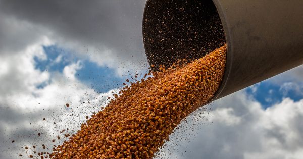 Уборка урожая кукурузы в Украине 