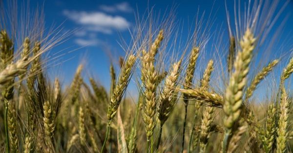 Пшеница, поле пшеницы