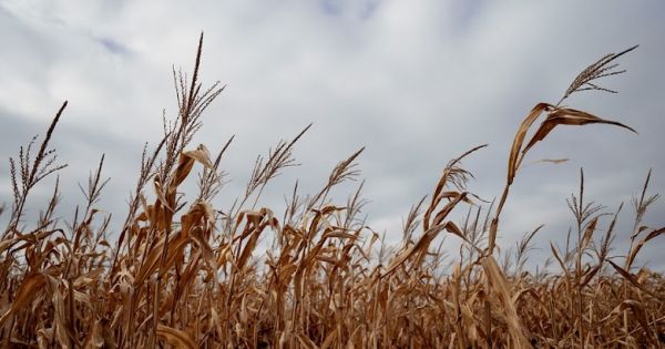 Кукурудза, поле, вітряна погода