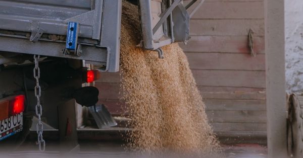Wheat unloading from a truck at a grain elevator in Ukraine