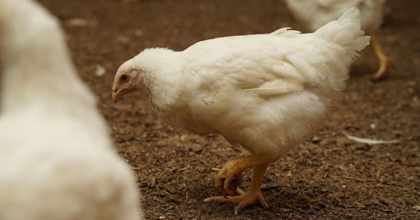 Poultry farming in Ukraine